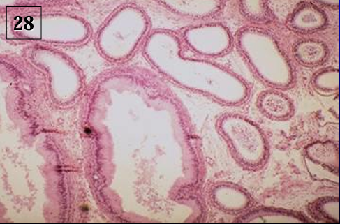 <p>Identify the structure:</p><p>Specie:</p>