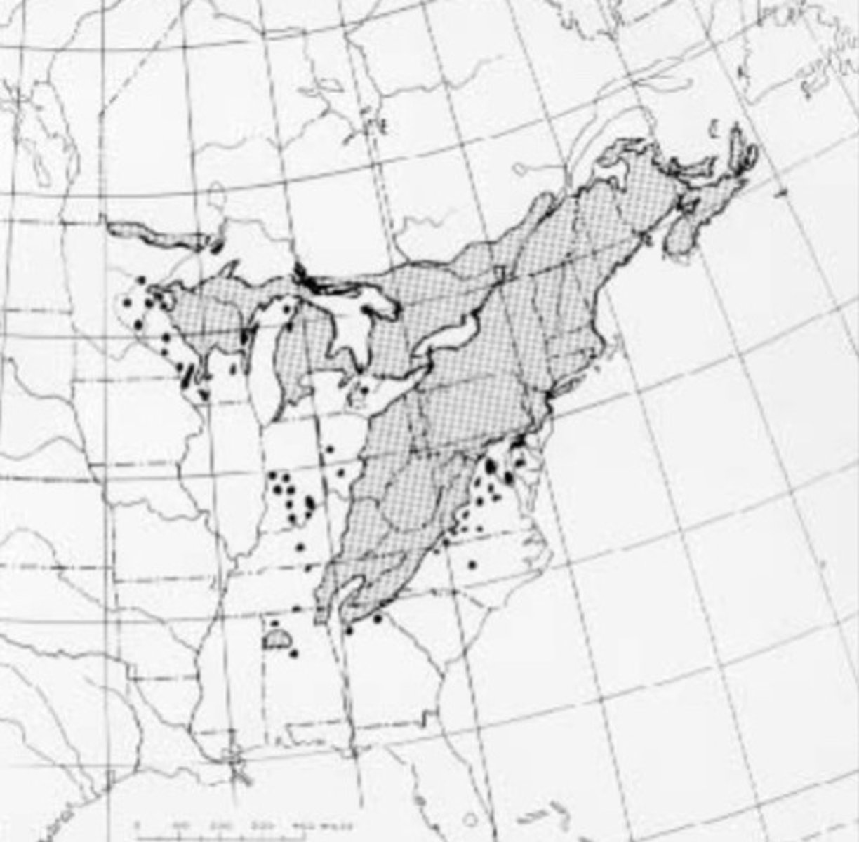 <p>What species is this?</p>