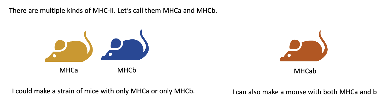 <ul><li><p>There are <strong>different types of MHC class II molecules</strong> (e.g., MHCA and MHCB).</p></li><li><p>Researchers used <strong>two mouse strains</strong>:</p><ul><li><p>One mouse had <strong>MHCA only</strong>.</p></li><li><p>The other had <strong>MHCB only</strong>.</p></li></ul></li><li><p>By <strong>crossing the two strains</strong>, they produced:</p><ul><li><p><strong>Homozygous mice</strong> → only MHCA or only MHCB.</p></li><li><p><strong>Heterozygous mice</strong> → both MHCA and MHCB.</p></li></ul></li><li><p>These mice were then used in <strong>bone marrow chimera setups</strong> to test whether <strong>T-cell selection</strong> depends on MHC type expressed by <strong>stromal (thymic)</strong> cells or by <strong>bone marrow–derived immune</strong> cells.</p></li></ul><p></p>