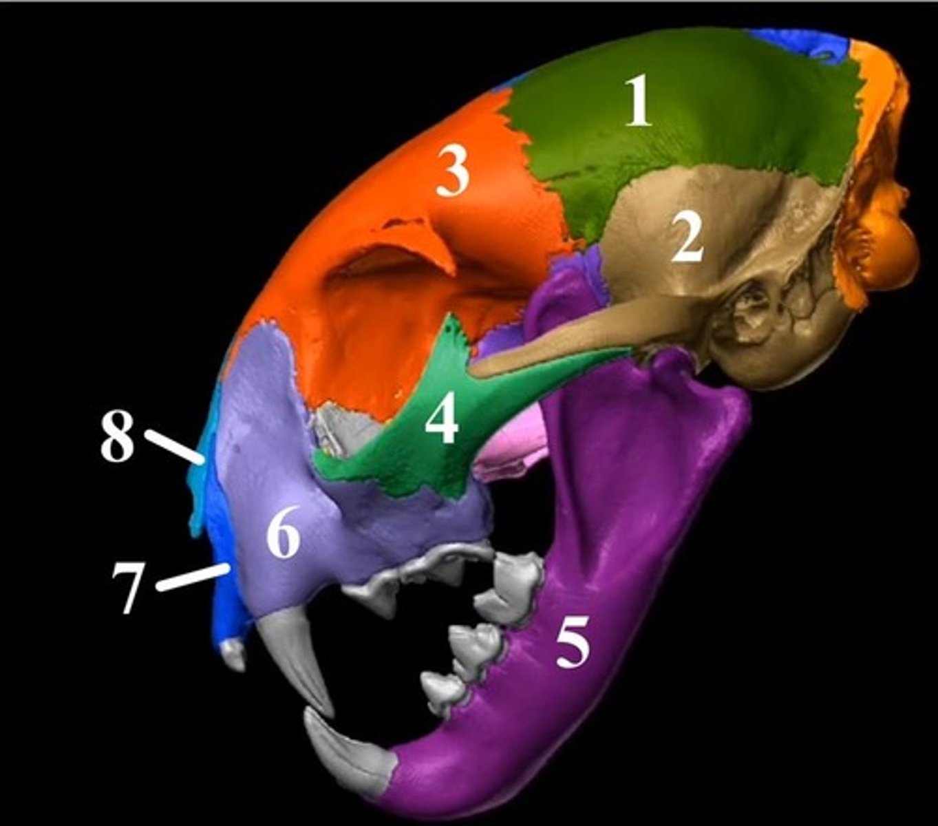 <p>6?</p>