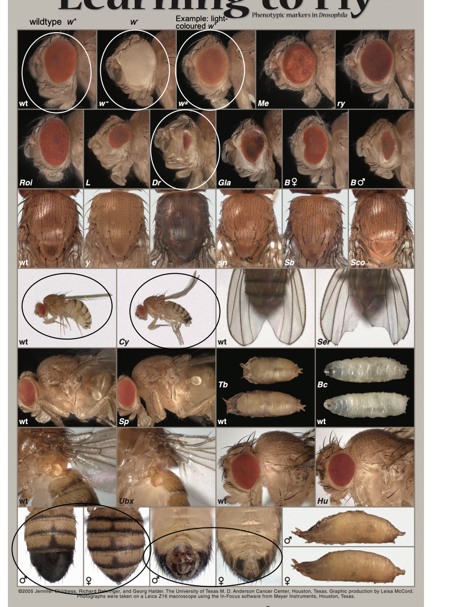 <ol><li><p>Eye colour markers</p><ul><li><p>w+- red, w- white</p></li><li><p>w+ <strong>inserts</strong>→ may only be pale red, yellow, orange</p><ul><li><p>not always expressed at high enough level for WT</p></li></ul></li></ul></li><li><p>2nd Chromosome markers</p><ul><li><p>Curly→ dominant wing phenotype</p></li><li><p>BEWARE: can be mild and hard to distinguish from WT</p></li></ul></li><li><p>3rd Chromosome markers</p><ul><li><p>Dr (Drop)→ greatly reduced eye</p></li><li><p>easily scored BUT don’t mistake lack of normal-sized red eye for w-</p></li></ul></li><li><p>Sexing flies</p><ul><li><p>Male→ </p><ul><li><p>black patch on the dorsal posterior abdominal segments </p></li><li><p>one segment fewer than females</p></li><li><p>sex combs on the front legs of the males (<strong>reliable indicator</strong>)</p></li></ul></li></ul></li></ol><p></p><p>USE microscopes for this to make sure!</p>