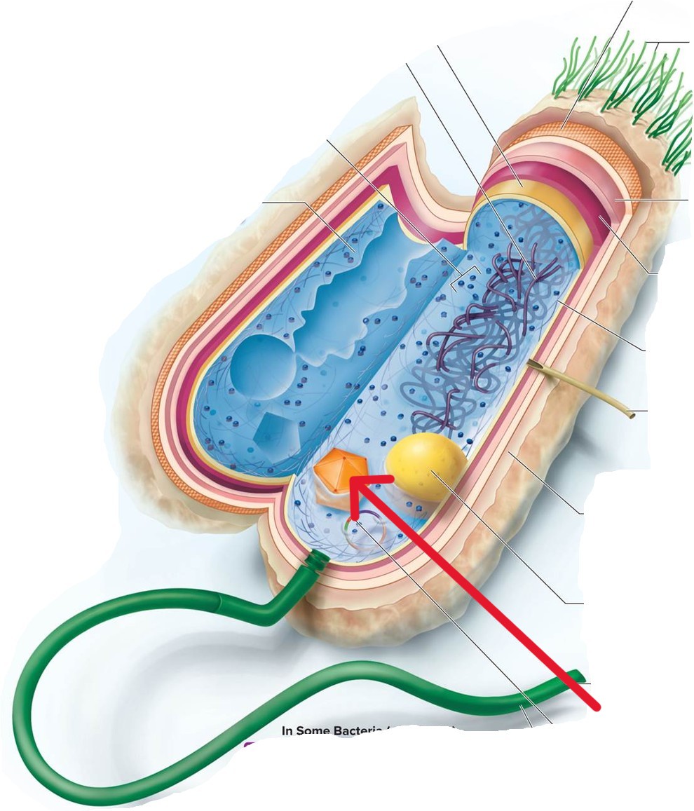 <p>Which structure of a Bacterial:</p><ul><li><p>Protein - coated packets used to localize enzymes and other proteins in the cytoplasm</p></li></ul><p></p>