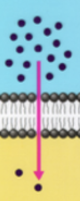 <p>what type of trasnport?</p>