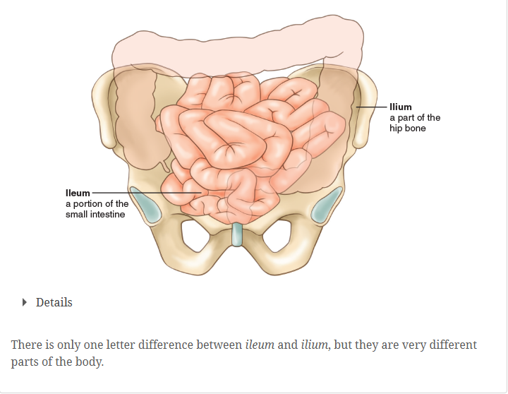 <p>the last and longest portion of the small intestine.<em> Memory aid: Ileum is spelled with an e as in intestine</em></p>