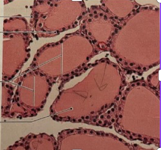 <p>NAME (Tissue)</p>