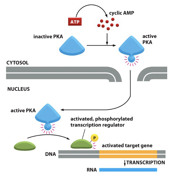<p class="p3">1. cAMP binds PKA, activating it.</p><p class="p4">2. PKA translocates into the nucleus.</p><p class="p4">3. PKA phosphorylates transcription factors (e.g., CREB).</p><p class="p4">4. Phosphorylated transcription factors regulate gene expression by increasing or suppressing transcription of target genes.</p>