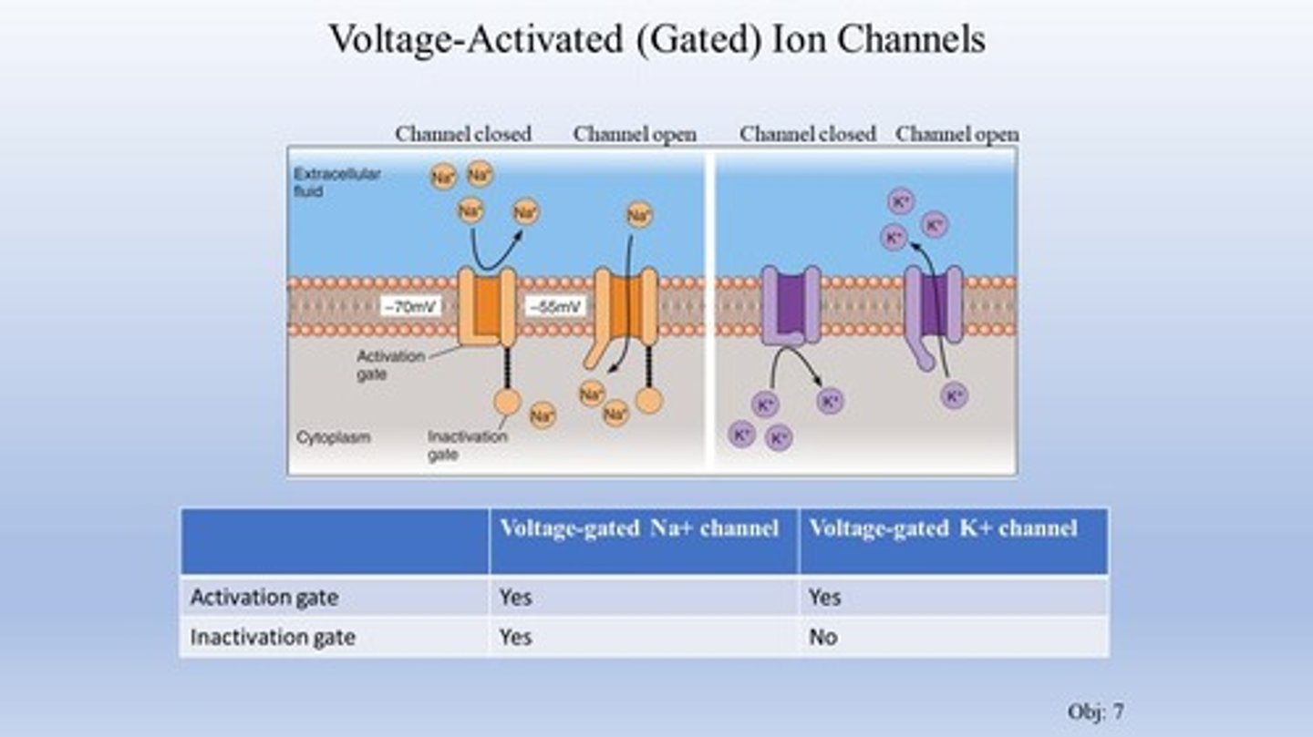 <p>Proteins that allow ions to pass through the neuron's membrane.</p>