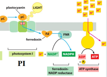 <p>electrons (from photosystem II) receive energy absorbed by 100s of antenna chlorophylls from sunlight → electrons are in the special pair of chlorophylls in the reaction center</p><p>energized electrons are donated to ferredoxin (Fd)</p><p>electrons donated are replaced with electrons from plastocyanin (pC)</p><p>ferredoxin-NADP reductase (FNR): synthesizes NADPH using electrons transferred from Fd to reduce NADP<sup>+</sup>&nbsp;(the final electron acceptor)</p><p>ATP synthase uses H<sup>+</sup>&nbsp;gradient to power ATP synthesis</p>