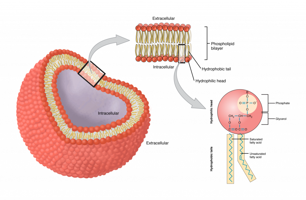 <p>(<span style="color: #44e4ff"><strong>both</strong></span>) Surrounds the outside of cell (made of two layers — phospholipid bilayer)</p><p>Controls what goes in and out of the cell</p>