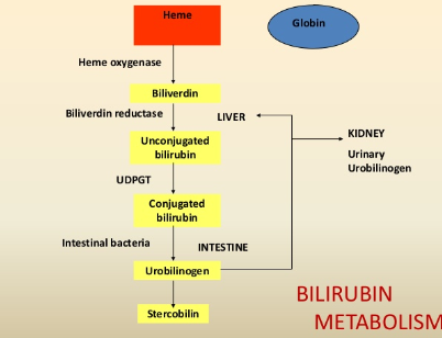 <p>Biliverdin - unconjugated bilirubin (liver), conjugated bilirubin - urobilinogen (intestines) </p>