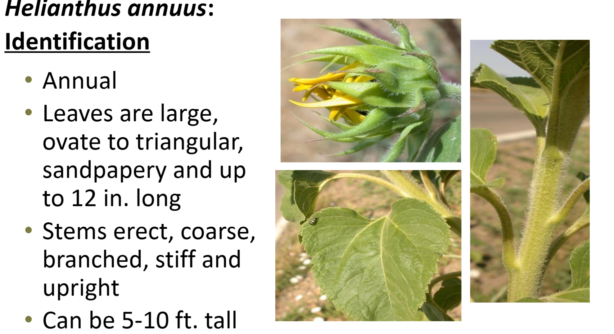 <p><strong>Asteraceae</strong>: Helianthus annuus</p><p>common sunflower</p>