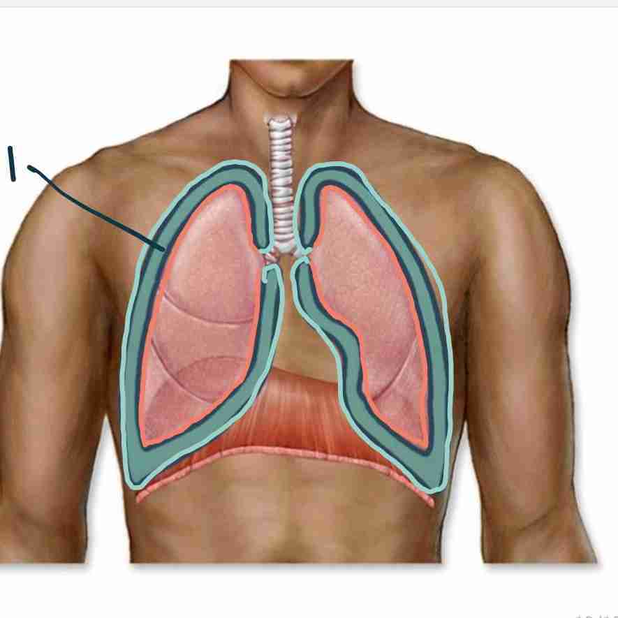 <p>1 - contains the lungs</p>