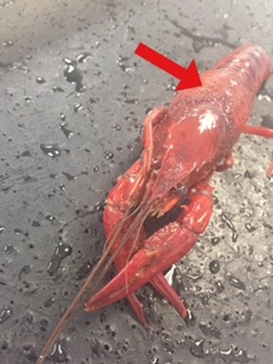 <p>covers/protects cephalothorax</p>