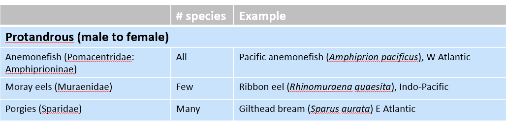 <p>-<em>Amphiprion pacificus </em>(Pacific anemonefish)</p><p>-<em>Rhinomuraena quaesita</em> (Ribbon eel)</p><p>-<em>Sparus aurata</em> (Gilthead bream)</p>