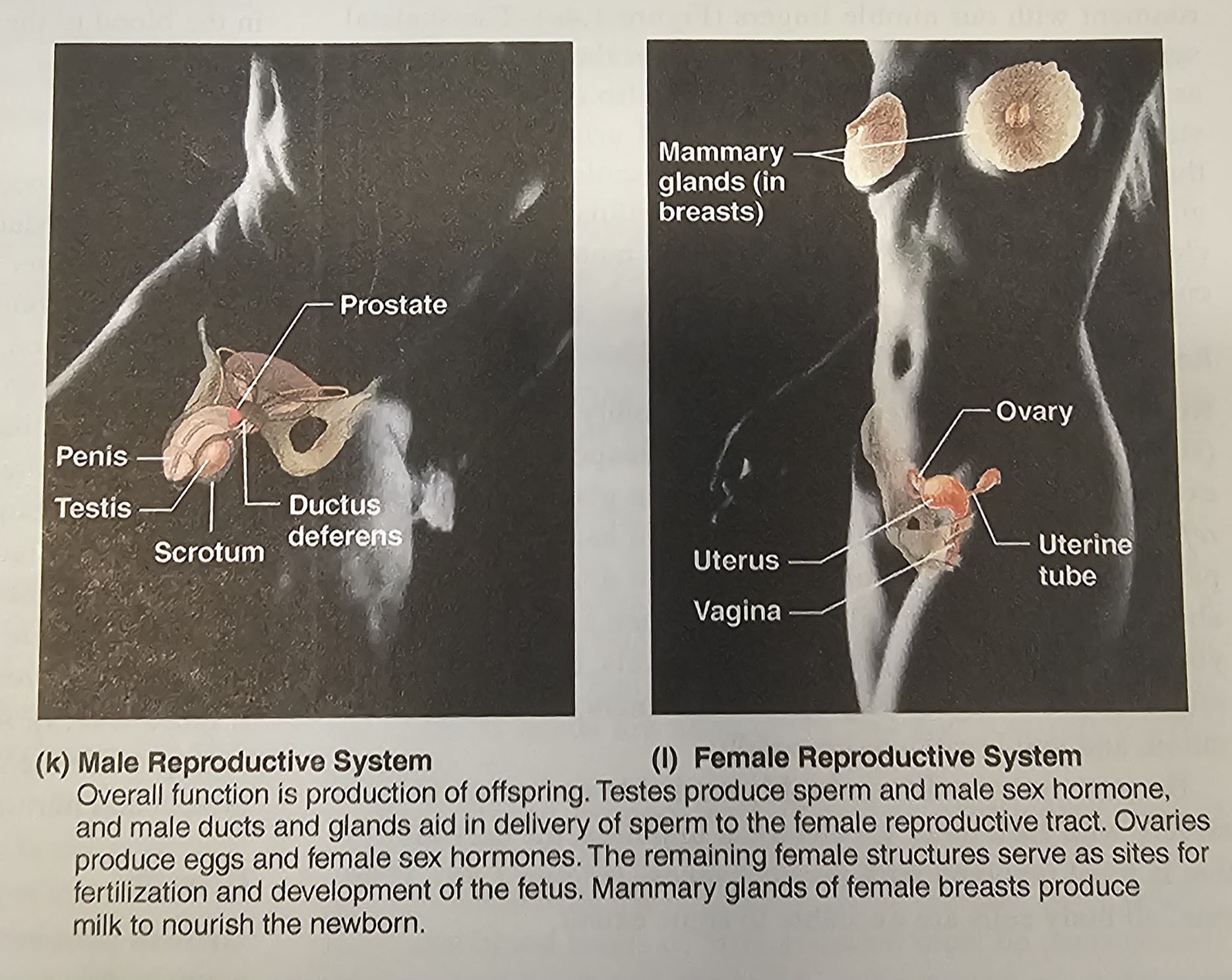 <p>ovaries<span>, </span>fallopian tubes<span>, </span>uterus<span>, </span>vagina<span>, </span>vulva<span>, </span>penis<span>, </span>testicles<span>, </span>vasa deferentia<span>, </span>seminal vesicles<span> and </span>prostate</p>