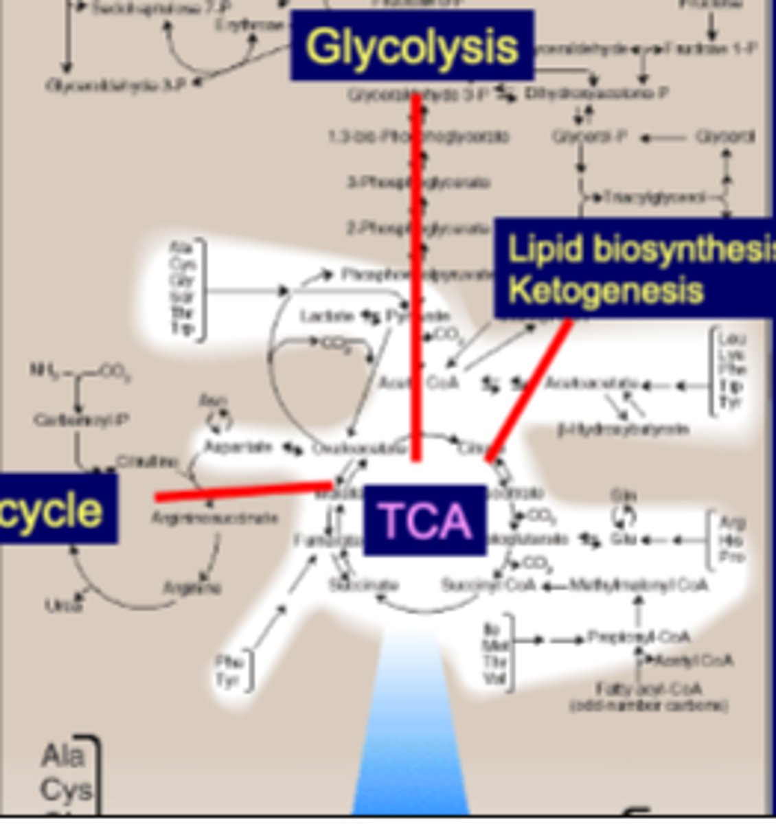 <p><strong>TCA cycle</strong></p><p></p><p>acetoacetate</p><p>pyruvate</p><p>fumarate</p><p>aKG</p><p>Prop CoA</p><p>OAA</p>