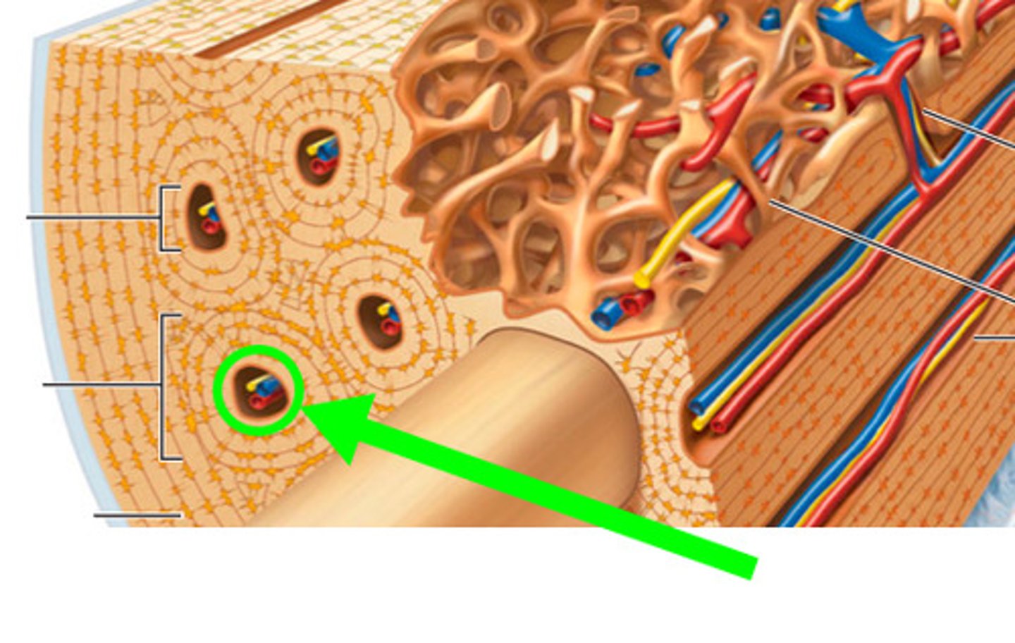 <p>one of a network of tubes running through compact bone that contains blood vessels and nerves; connect though perforating canals (Volkmann's canals); surrounded by concentric layers of calcified lamellae with small spaces of lucanae</p>