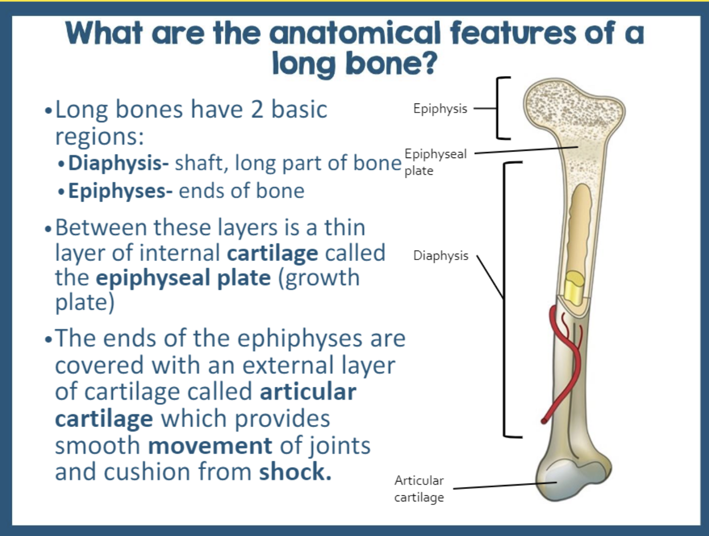 <p>epiphysis, metaphysis, diaphysis, epiphyseal plate, articular cartilage</p>