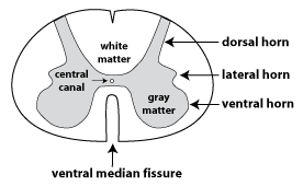 <ul><li><p><span style="font-family: &quot;Times New Roman&quot;, serif">posterior horn - receive sensory information</span></p></li><li><p><span style="font-family: &quot;Times New Roman&quot;, serif">anterior - sends out motor signals</span></p></li><li><p><span style="font-family: &quot;Times New Roman&quot;, serif">lateral - autonomic functions</span></p></li></ul><p></p>