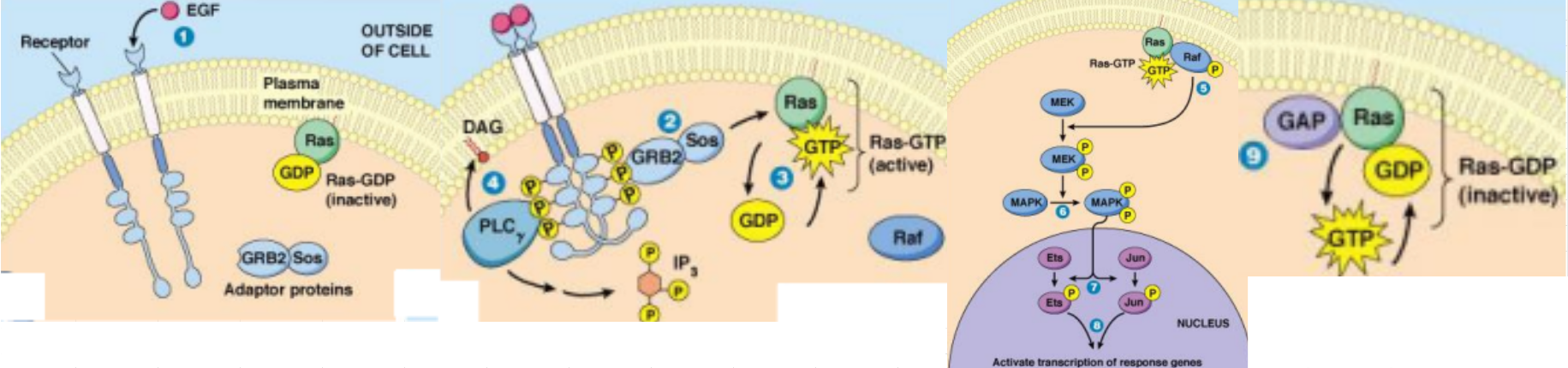 <p>Receptor Tyr Kinase: Ras Signaling Phosphorylation Rxns:</p><ol><li><p>___-___ phosphorylates ___</p></li><li><p>___-___ phosphorylates ___ ___ ___ ___ ___ (___) at ___/___ residues</p></li><li><p>___-___ phospohorylates ___-___ ___ ___ (___) at ___/___ residues</p></li><li><p>___ phosphorylates ___ ___ for ___ ___ and ___</p></li></ol><p></p>