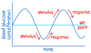<p>stabilizes physiological systems around a set point</p>