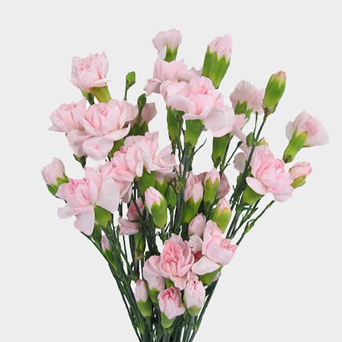 <p>Common Name?</p>