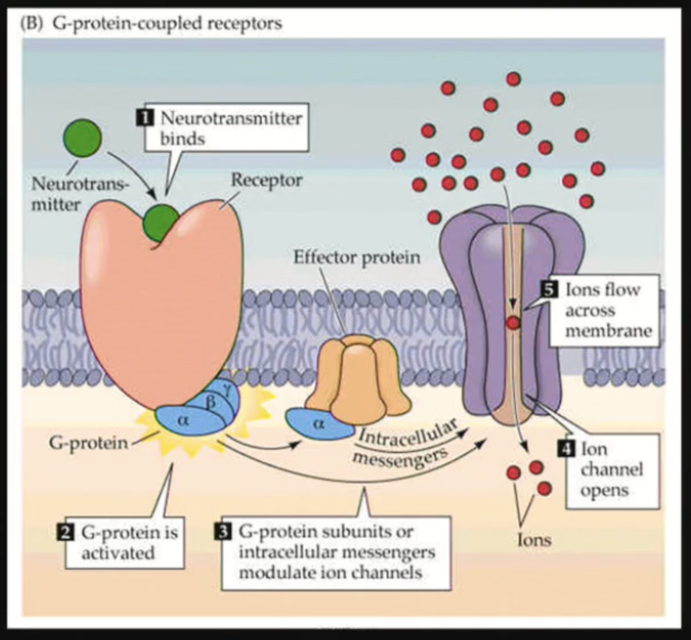 <p><span><span>Biggest category of receptors found in the body.</span></span></p><p><span><span>Transmembrane receptor spanning the plasma membrane 7 times, coupled to a G-protein (3 subunits: α, β, γ)</span></span></p>