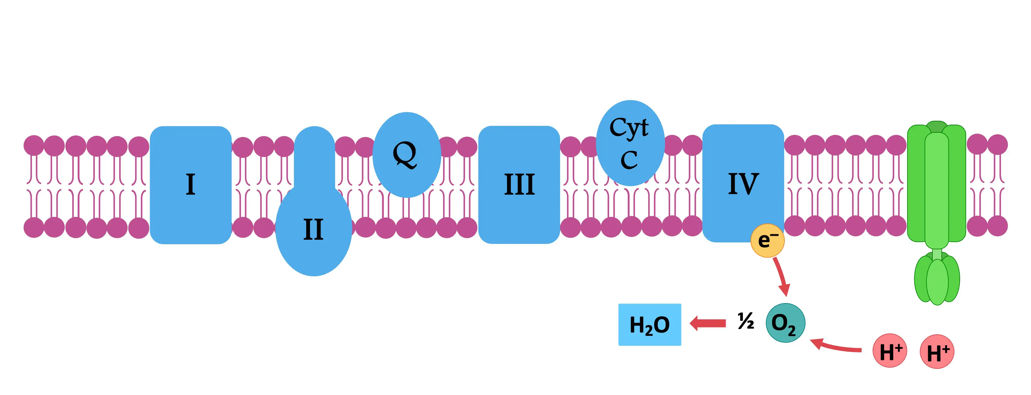 <p>Oxygen is the final (terminal) electron acceptor in the electron transport chain.</p><p>Oxygen takes electrons from protein IV and 4 H<sup>+</sup> from the matrix to form 2 H<sub>2</sub>O.</p>