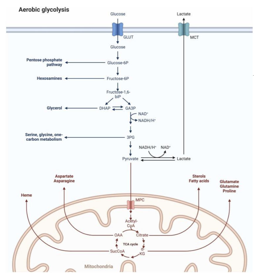 <ul><li><p>Altered Bioenergetics: increased glucose use is for synthesis of other essential macromolecules</p></li></ul><p></p>