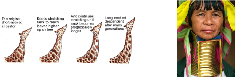 <p>acquired traits can be inherited</p><ul><li><p>Would say if their mother had the long neck phenotype then their kid will have the long neck characteristic but that is not the case since it is an acquired trait and you had to do something to acquire the long neck</p></li><li><p>His theory was proven to be <strong>wrong</strong></p></li></ul><p></p>