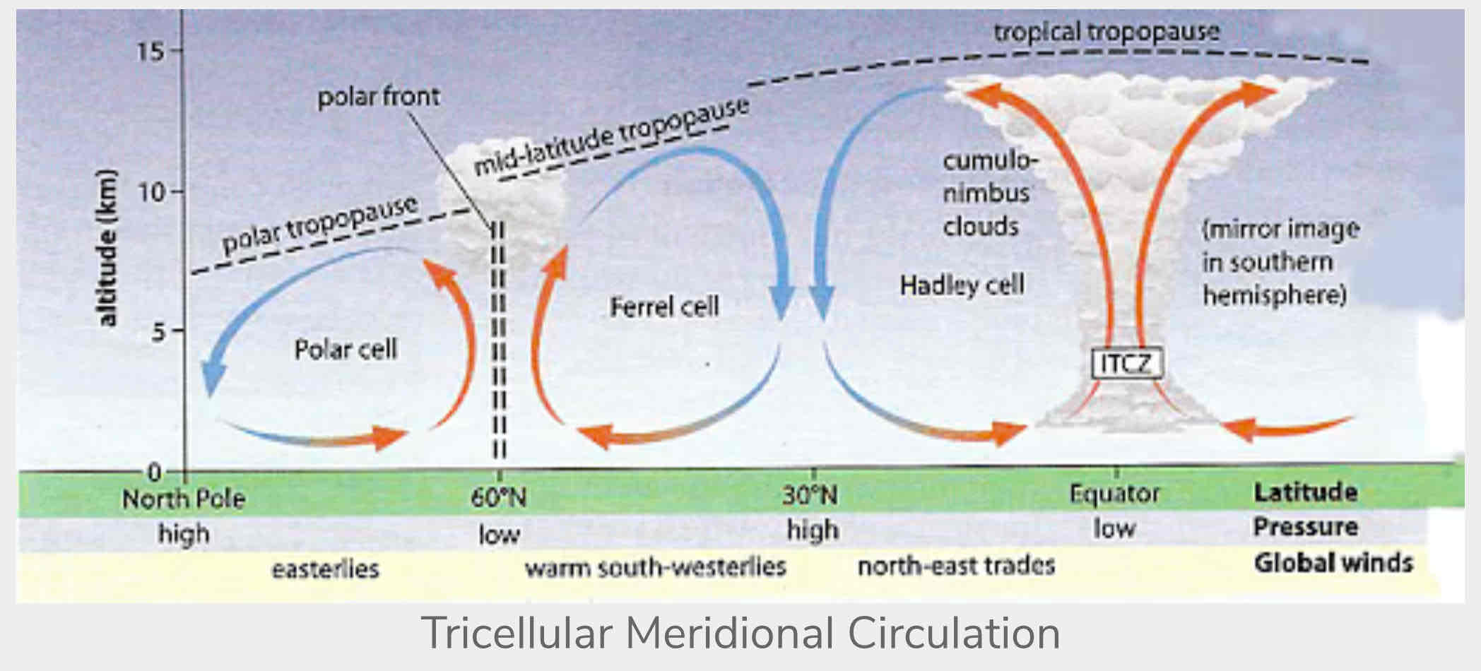 <p>= Polar cell : Ferrel cell : Hadley cell | mirror </p>