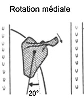 <p>Rotation ou sonnette médiale de la scapula</p>