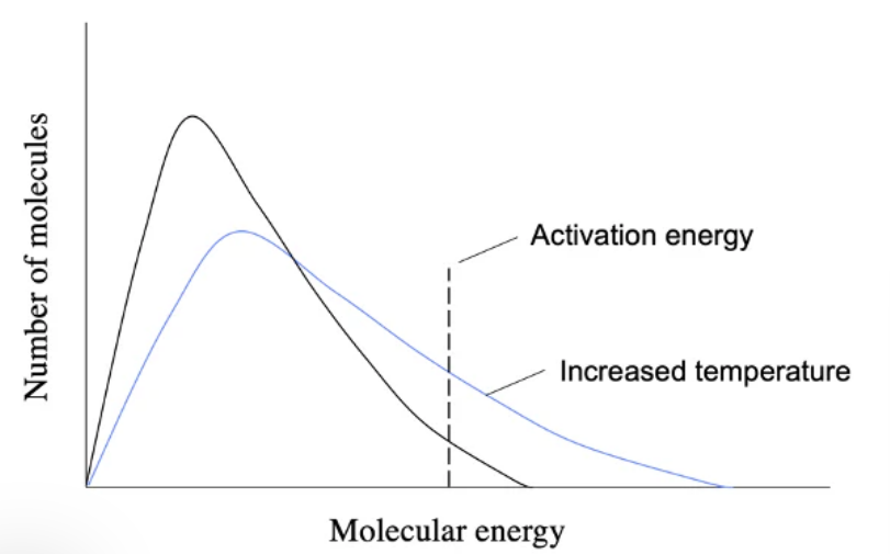 <ul><li><p>In addition to increasing the collision rate, a higher temperature also allows more collisions to result in a chemical reaction (more successful collisions). This is because, at a higher temperature, more molecules have energy greater than the activation energy to react. This causes the Maxwell-Boltzmann energy distribution graph to shift to the right, without changing the activation energy.</p></li><li><p>Catalysts reduce the activation energy of a reaction. This does not affect the energy distribution of molecules as it does not change the energy inside the system. However, by reducing the activation energy, more molecules have enough energy to result in a chemical reaction when collisions occur.</p></li><li><p>In both cases (higher temperature and adding a catalyst), the frequency of a successful collision (one that results in a chemical reaction) increases, and so does the reaction rate.</p></li></ul><p></p>