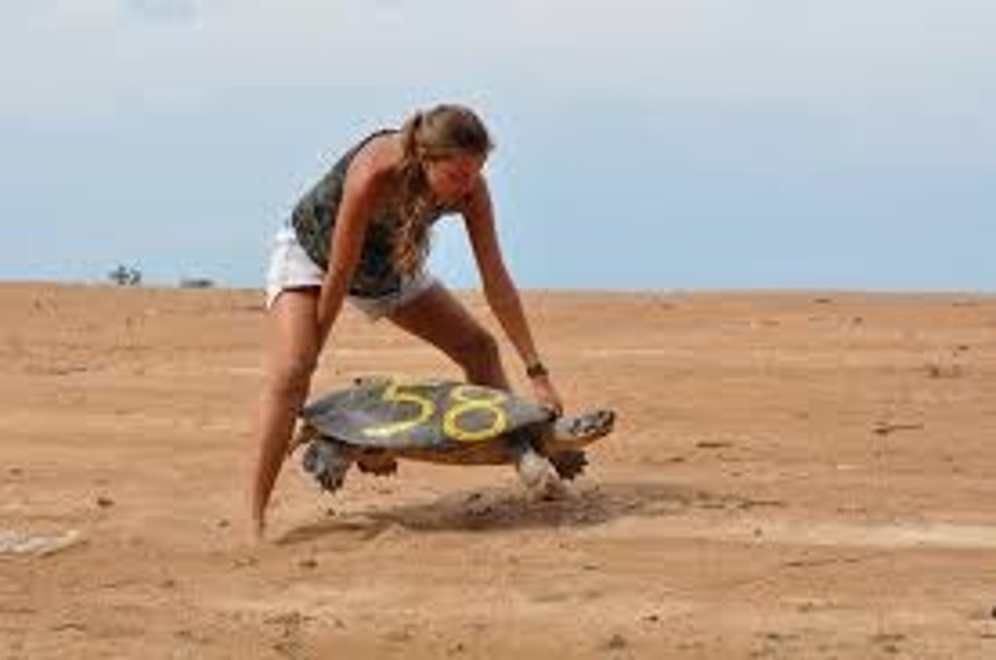 <p>Used to estimate the population size of mobile species by catching, marking, releasing, then later recapturing individuals to see how many marked animals appear in the second sample</p>