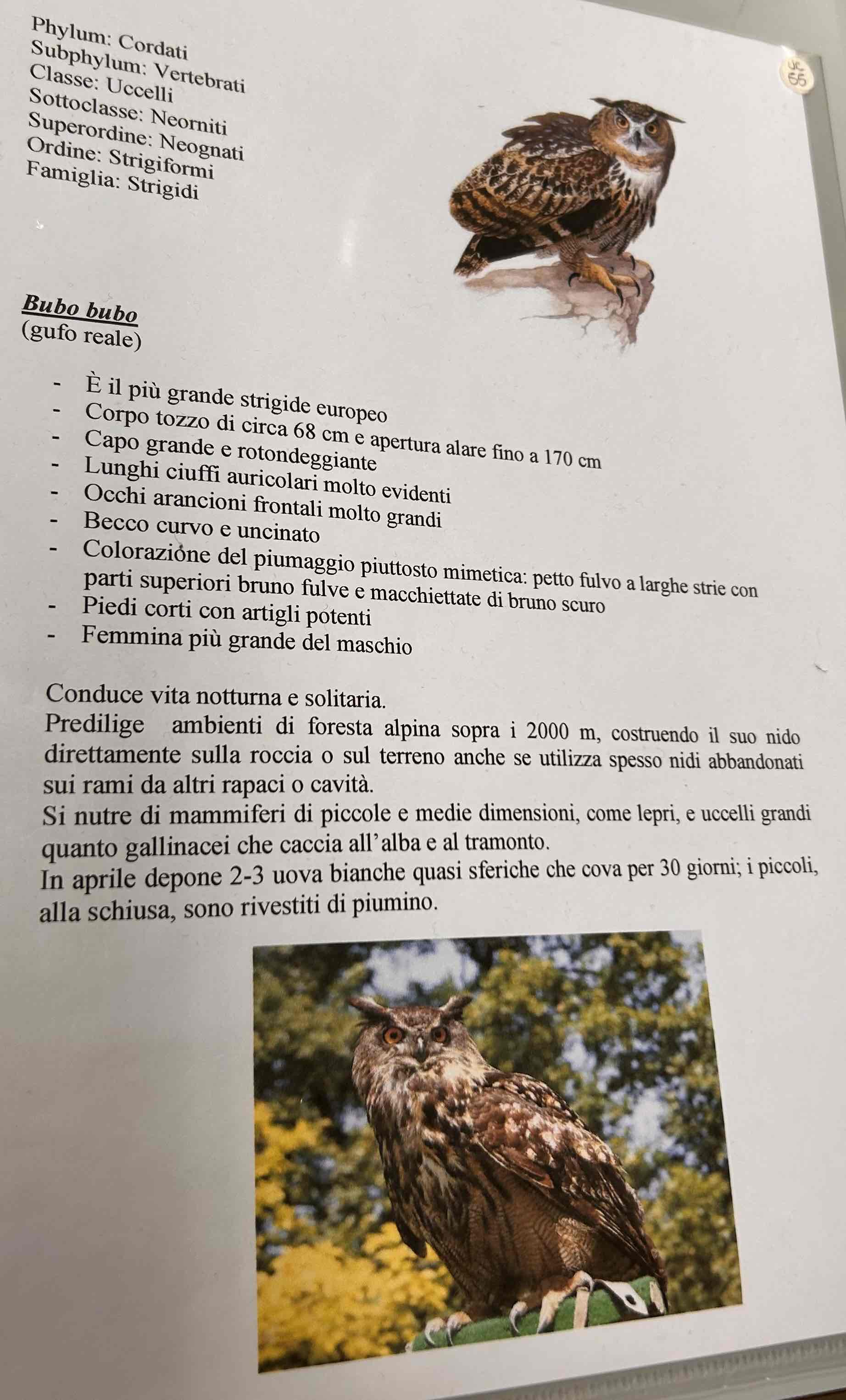 <p>Cordati</p><p style="text-align: start">Vertebrati</p><p style="text-align: start">Gnatostomi</p><p style="text-align: start">Tetrapodi</p><p style="text-align: start">Aves</p><p style="text-align: start">Neognati</p><p style="text-align: start">Strigiformi</p><p style="text-align: start">Bubo bubo (gufo reale)</p>