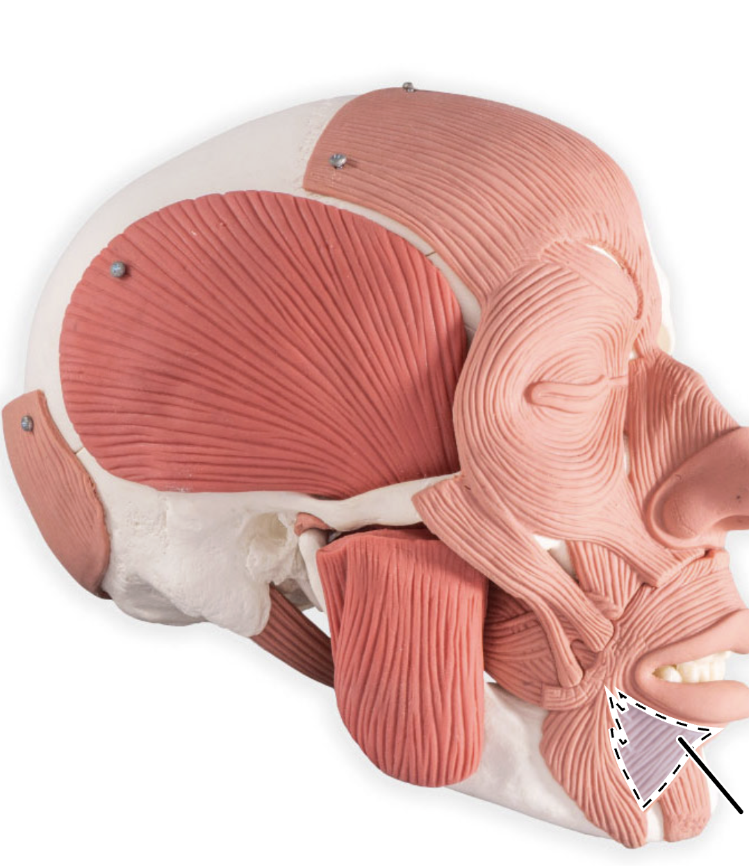 knowt flashcard image