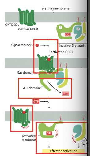 <p>RELAY SIGNALS FROM GPCRs</p><ul><li><p>heterotrimaric = 3 different parts</p></li><li><p>AH = alpha helical</p></li></ul><p></p><p>binding of the receptor changes its conformation so that it binds to the heterotrimeric G-protein → AH domain moves outward, allowing GDP to leave & GTP to enter</p><p>the G-protein dissociates into 2 compoents, each of which can regulate downstream molecules</p><p>as long as the ligand is bond, receptor can activate more heterotrimeric G-proteins</p><p></p><p>*some g-proteins regulate production of cAMP in neurons</p>