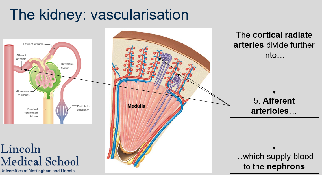 The cortical radiate arteries divide further into afferent arterioles, which supply blood to the nephrons. 