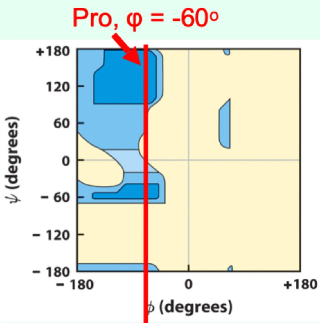 <p><strong>Proline</strong> (<strong>φ ≈ −60°</strong> due to side-chain <strong>covalent</strong> bonding)</p>