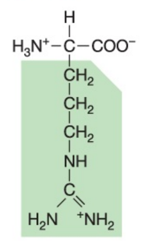 <p>Polar (positively charged), hydrophilic</p>