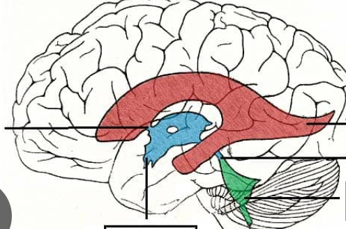 <p>Where is the cerebral aqueduct?</p>