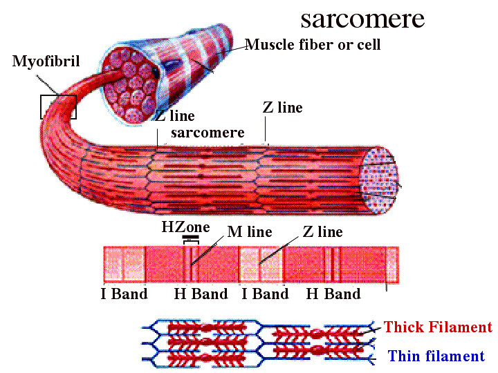 The functional unit of the muscle cell.
The fundamental repeat unit within muscle that is responsible for contraction.
- The contractile elements of the sarcomere are actin (thin filaments) and myosin (thick filaments).
- Cross-bridges are formed between them allowing the actin filaments to slide inward relative to the myosin, thus shortening the length of the sarcomere