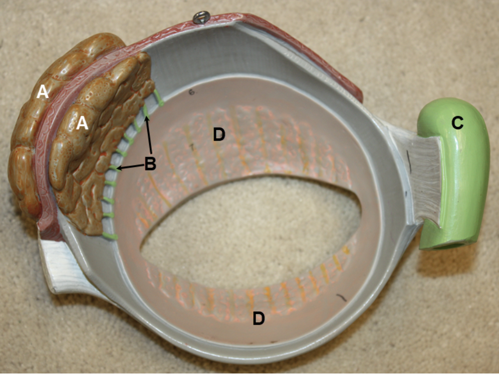 <p><span><span>In the image above, identify structures A-D.</span></span></p>