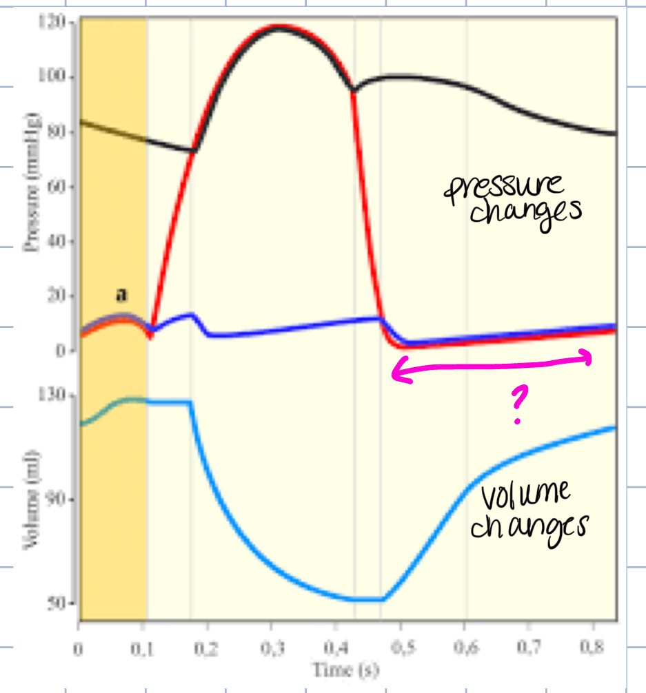 <p>what phase of the cardiac cycle does this represent</p>