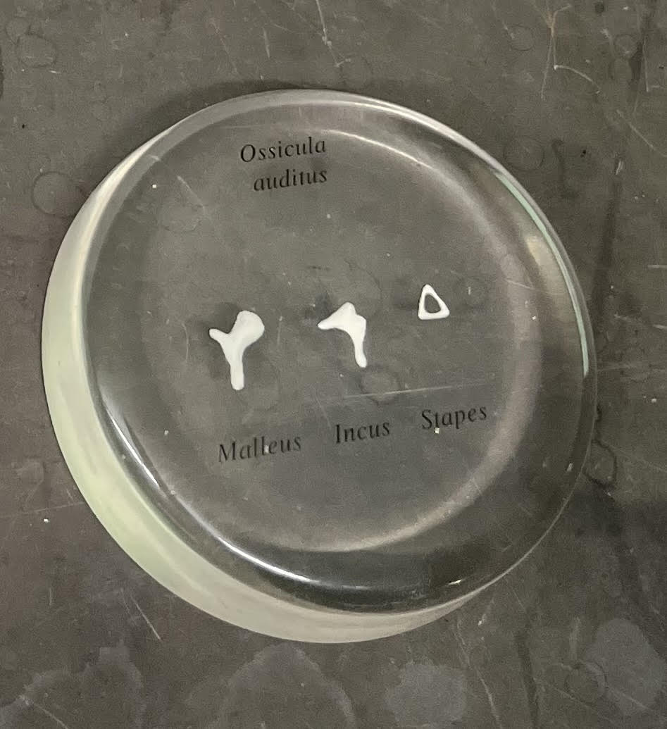 <ol><li><p>Malleus (hammer).</p></li><li><p>Incus (anvil).</p></li><li><p>Stapes (stirrup).</p></li></ol><p></p>