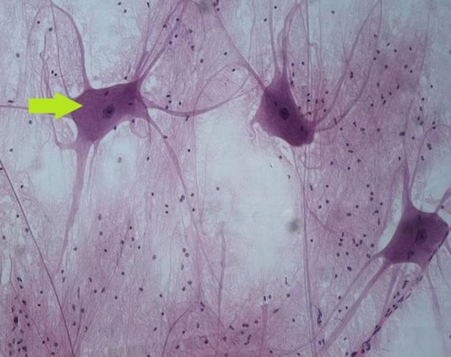 <p>Identify the cell.</p>