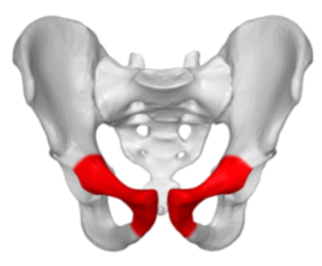 <p>Connects halves of pelvis</p>