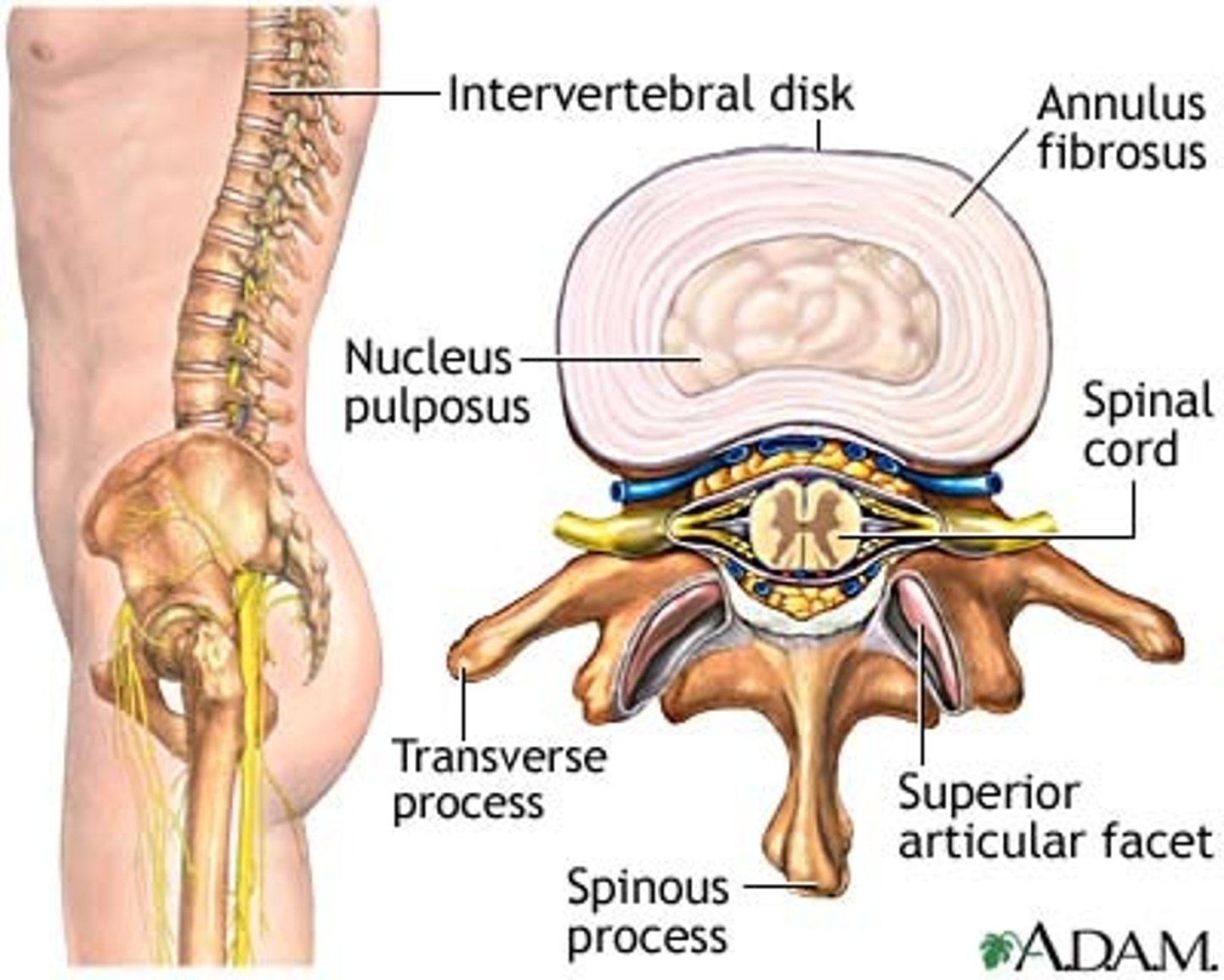 <p>outer rings of vertebral disk</p>