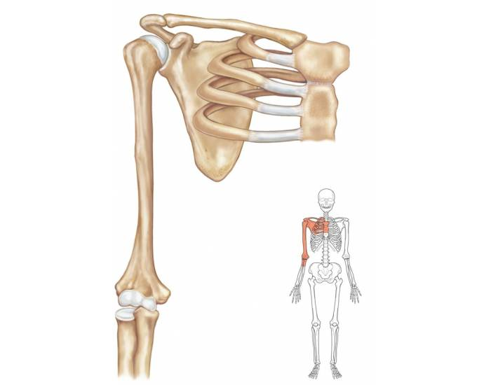 <p>Scapulae, clavicles, and the manubrium of the sternum</p>