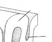 <p>Gyrus</p>